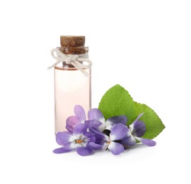 Beautiful wood violets and essential oil on white background. Spring flowers