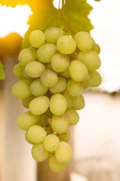 Ripe juicy grapes on branch growing in vineyard, closeup