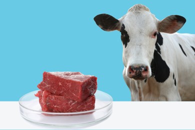 Lab grown beef in Petri dish on white table and cow against light blue background. Cultured meat concept 