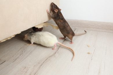 Rats near damaged furniture indoors. Pest control