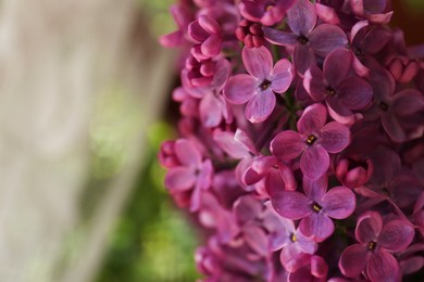 Beautiful lilac flowers on blurred background, closeup. Space for text