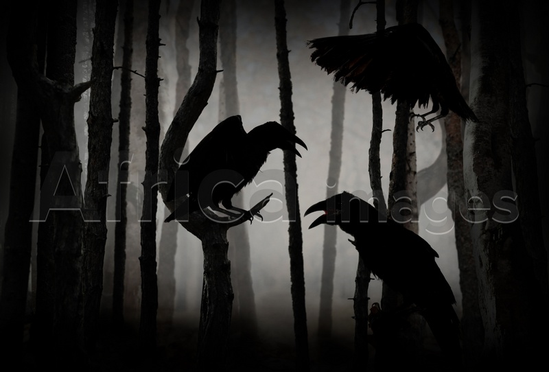 Image of Black crows in creepy misty forest. Fantasy world