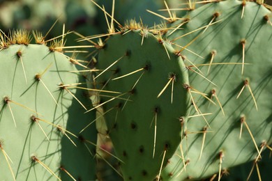 Photo of Beautiful prickly pear cactus growing outdoors on sunny day, closeup