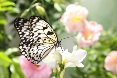 Beautiful rice paper butterfly on white flower in garden