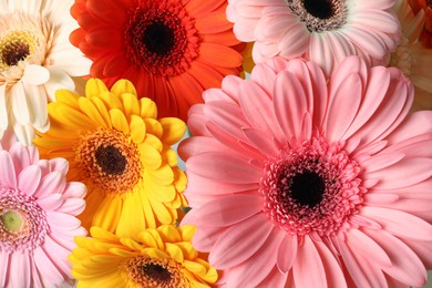 Beautiful colorful gerbera flowers as background, closeup