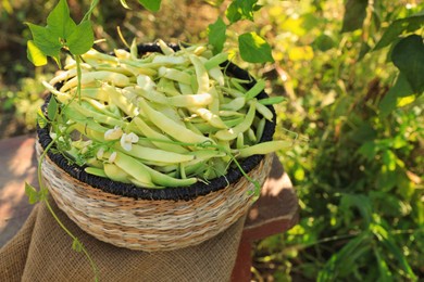 Wicker basket with fresh green beans on stool in garden