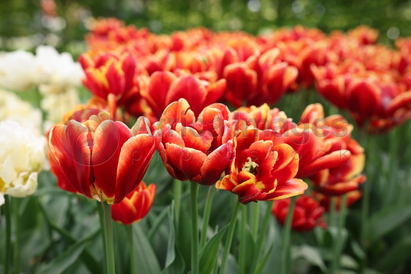 Many beautiful tulips growing outdoors, closeup. Spring season