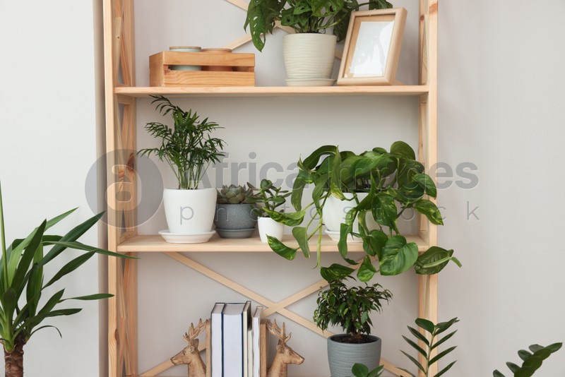 Wooden shelving unit with beautiful house plants indoors. Home design idea