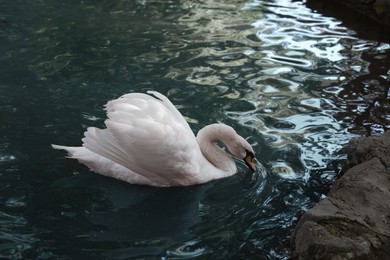 Photo of One beautiful swan swimming in pond. Nature reserve