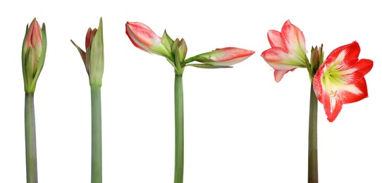 Image of Beautiful Amaryllis (Hippeastrum) flowers on white background, collage. Banner design