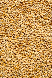 Closeup of wheat grains as background, top view