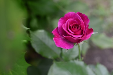 Photo of Beautiful violet rose flower blooming outdoors, closeup. Space for text