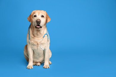 Cute Labrador dog with stethoscope as veterinarian on light blue background. Space for text