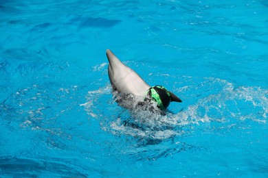 Dolphin swimming with ball in pool at marine mammal park