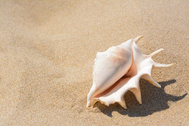 Photo of Sandy beach with beautiful seashell on sunny day, space for text