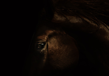 Image of Beautiful pet horse in darkness, closeup view