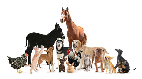 Image of Collage with horse and other pets on white background. Banner design