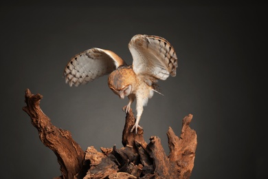 Beautiful common barn owl on tree against grey background