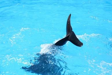 Dolphin jumping in pool at marine mammal park