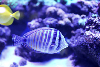 Beautiful butterfly fish in clear aquarium water