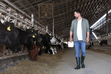 Photo of Man in cowshed on farm. Animal husbandry