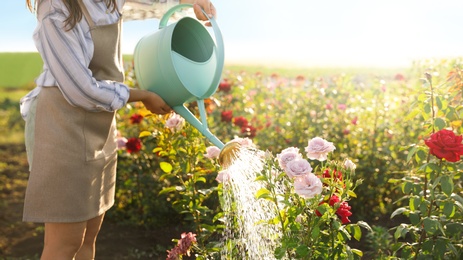 Closeup view of woman watering rose bushes outdoors. Gardening tools