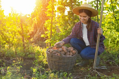 Photo of Woman harvesting fresh ripe potatoes on farm. Space for text