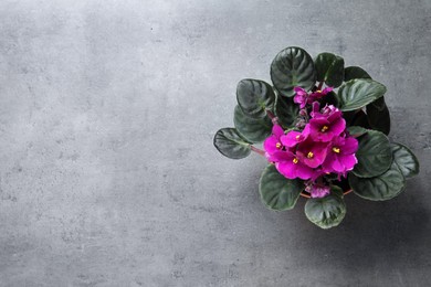 Top view of beautiful violet flowers on light grey background, space for text. Delicate house plant