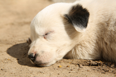 White stray puppy sleeping outdoors, closeup. Baby animal