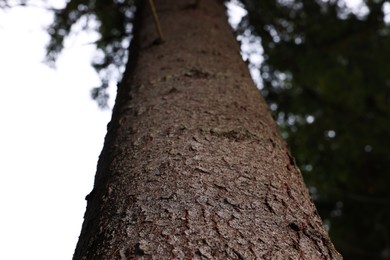 Photo of Texture of bark on tree trunk outdoors, low angle view