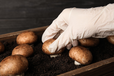 Person checking quality of champignons, closeup. Mushrooms cultivation