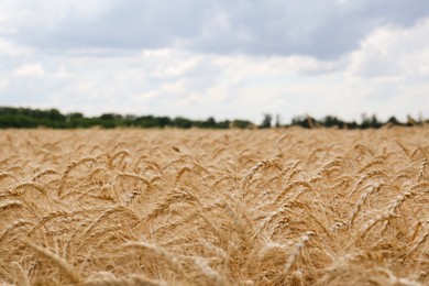 Beautiful view of agricultural field with ripe wheat spikes on cloudy day