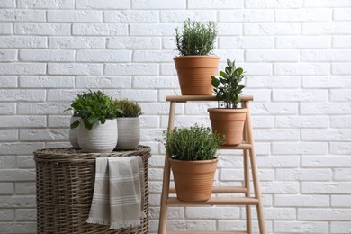 Photo of Different aromatic potted herbs near white brick wall indoors