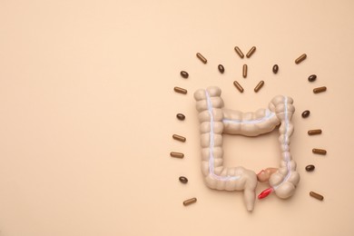 Anatomical model of large intestine and pills on beige background, flat lay. Space for text