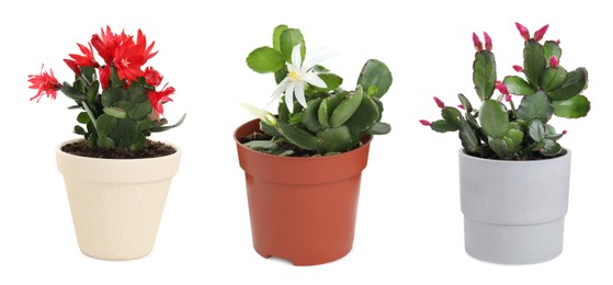 Set with different beautiful cactuses on white background. Banner design