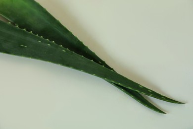 Green aloe vera leaves on light background, top view