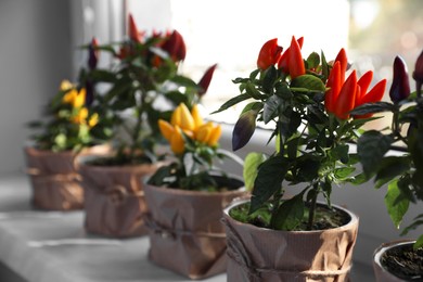 Capsicum Annuum plants. Many potted multicolor Chili Peppers on windowsill indoors, space for text