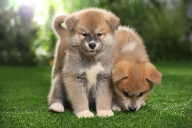 Adorable Akita Inu puppies on green grass outdoors