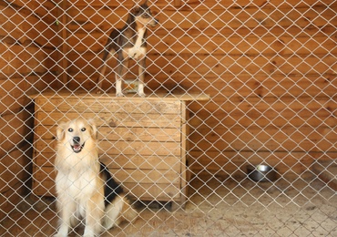Cage with homeless dogs in animal shelter, space for text. Concept of volunteering