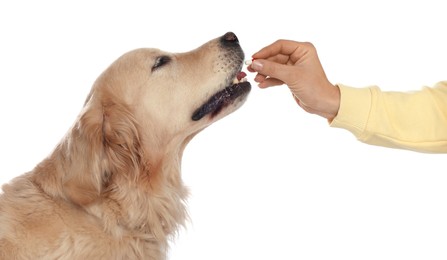 Woman giving pill to cute dog on white background, closeup. Vitamins for animal