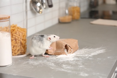 Rat near gnawed bag of flour on kitchen counter. Household pest