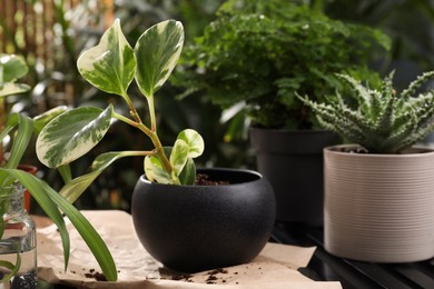 Photo of Lush exotic house plant in pot on table