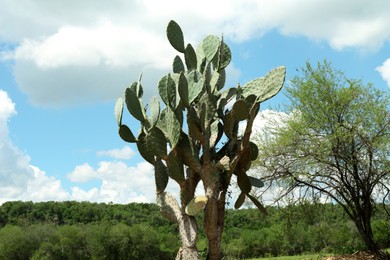 Beautiful green prickly pear cactus growing outdoors