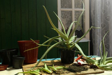 Flowerpots, aloe vera plants, gardening gloves and soil on table outdoors