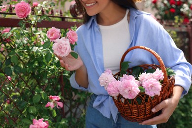 Photo of Happy young woman with basket of pink tea roses in blooming garden, closeup