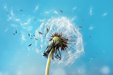 Beautiful puffy dandelion and flying seeds against blue sky on sunny day 