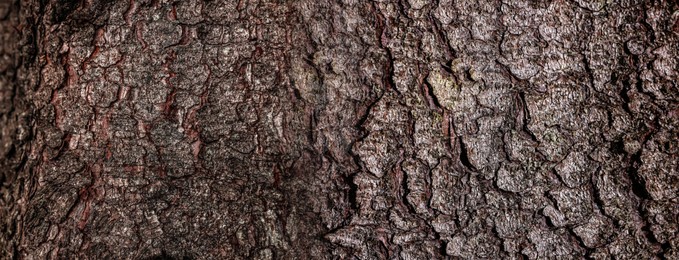 Image of Texture of tree bark as background, closeup view. Banner design