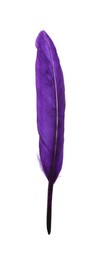 Fluffy beautiful purple feather isolated on white