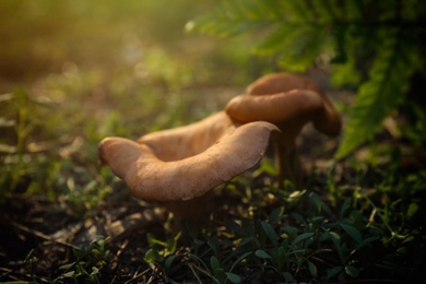 Photo of Fresh wild mushrooms growing in forest, closeup view