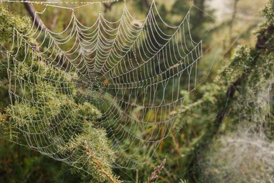 Closeup view of spider web with dew drops on plants outdoors
